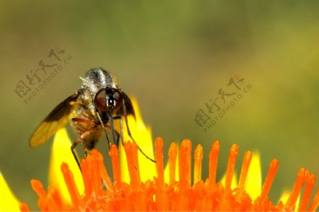 蜜蜂昆虫图片