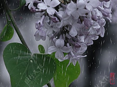 雨中的丁香花图片