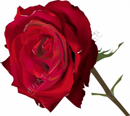 绘制逼真红玫瑰花朵矢量素材