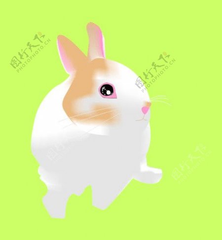 兔子兔兔年