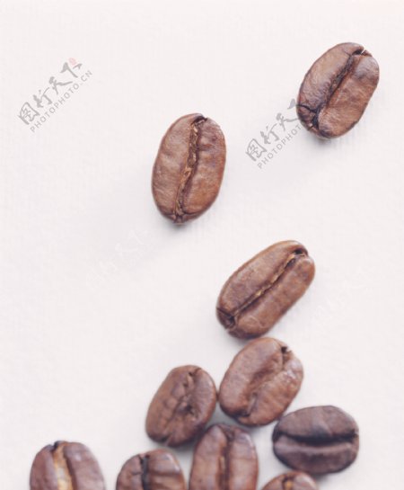 前进中的咖啡豆咖啡种子