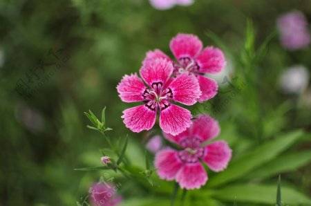 石竹石菊花图片