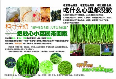 绿色种子芽苗菜图片