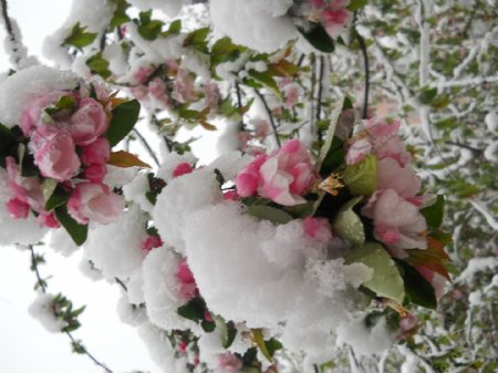 雪中海棠图片