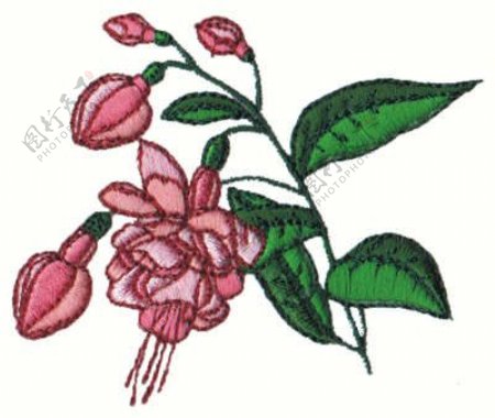 绣花植物花卉月季免费素材