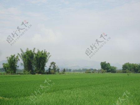 农田水稻自然风景图片