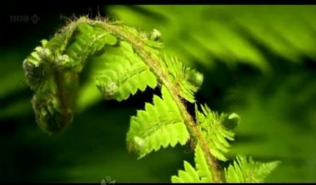 植物绿叶生长过程视频图片