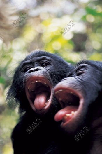 猿猴子动物猿科动物猿猿人猿类