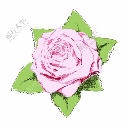 矢量图植物写意花卉花朵玫瑰免费素材