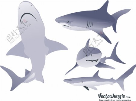 鲨鱼的插图矢量