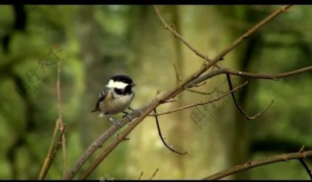 森林树枝小鸟视频素材图片
