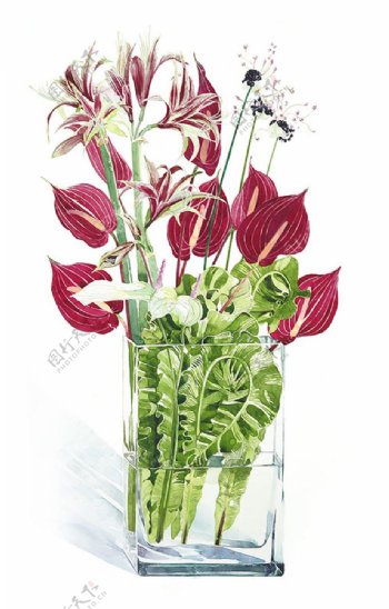 位图植物插画植物插画师柘植彩子艺术效果免费素材