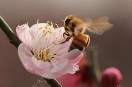 蜜蜂与花