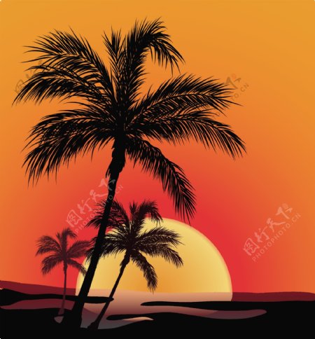 日落海滨椰子的影子