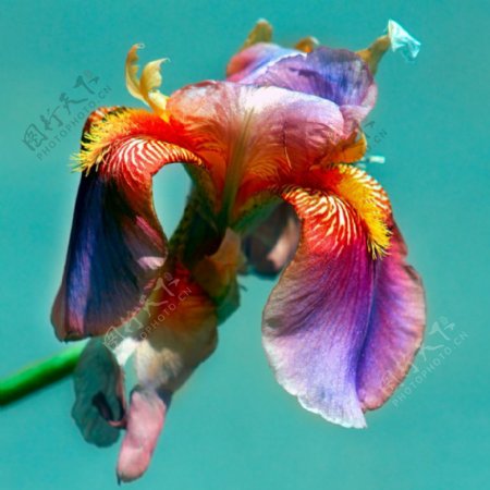 位图植物摄影写实花卉花朵鸢尾免费素材
