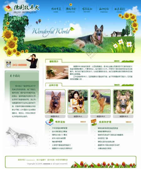 牧羊犬网页模板图片