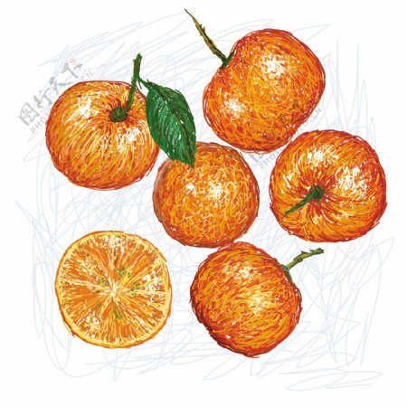 四季橘