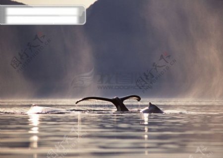 鲸鱼海豚