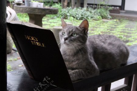 读圣经的猫图片