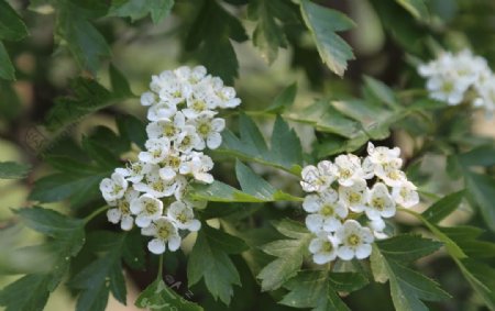 山楂花图片