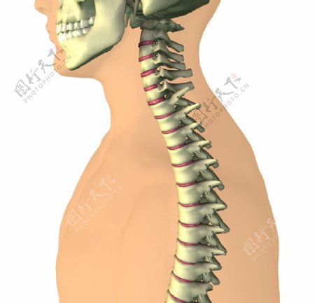 头盖骨脊椎骨图片
