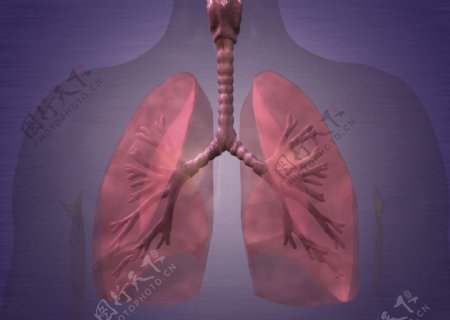 肺肺呼吸图片