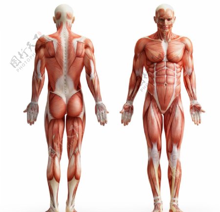 人体肌肉分布图图片