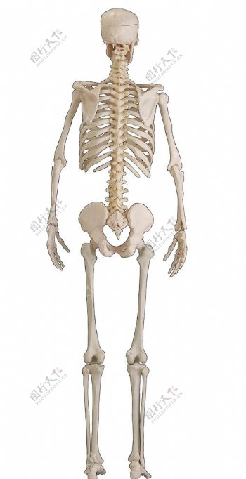 人体骨架图片