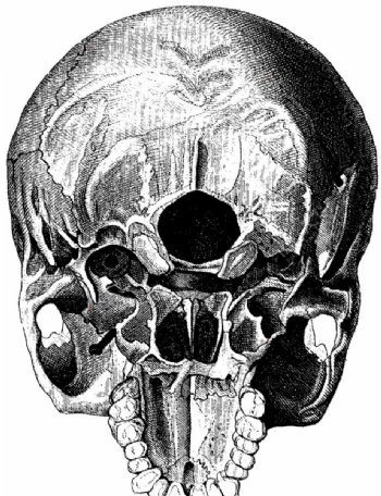 头骨内部结构图片