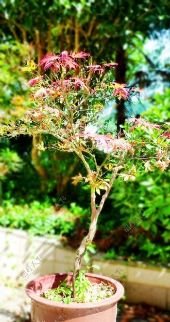 盆栽枫树图片