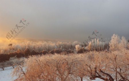 深冬结霜的树木图片
