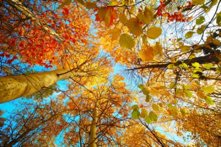 秋后仰望枫树图片