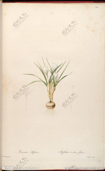 兰花手绘雷杜德植物圣经图片