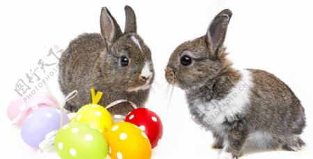 复活节小兔子图片