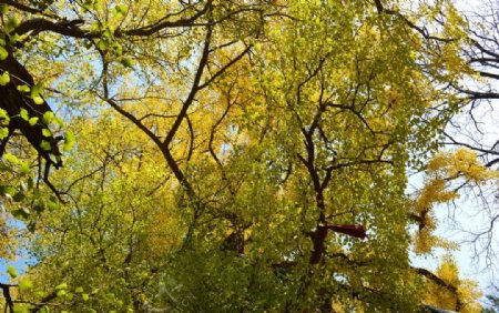 安丘城顶山风景古银杏树图片
