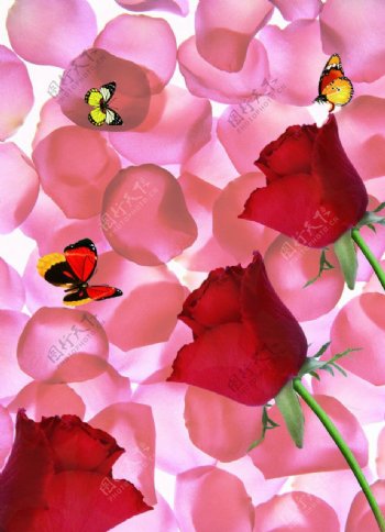 红色玫瑰花花瓣图片