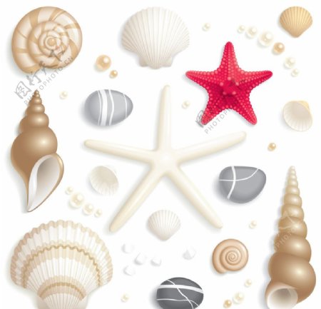 贝壳海螺海星珍珠图片