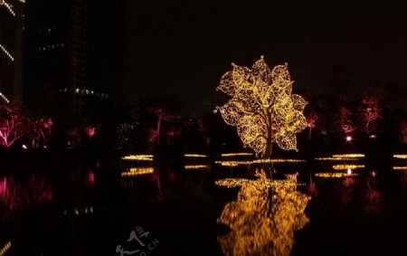 水中光树图片