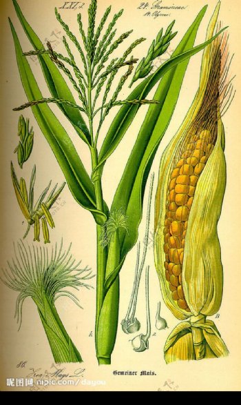 手绘植物图玉米图片