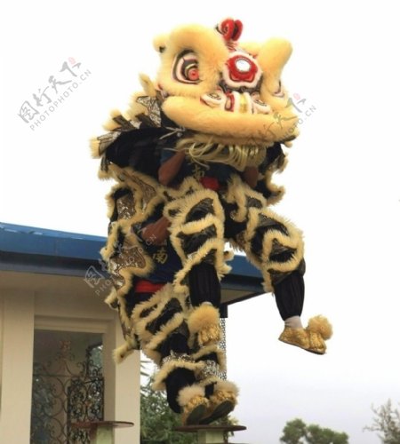 舞狮南狮中国传统文化表演艺术瑰宝节庆华人狮子liondance桩跳图片