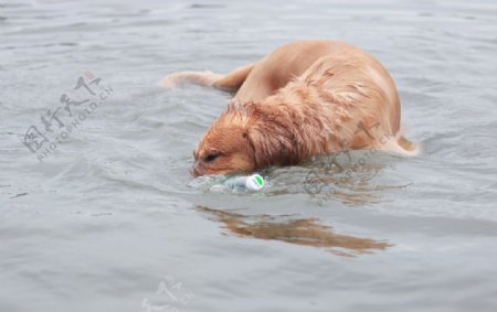 游泳的狗图片