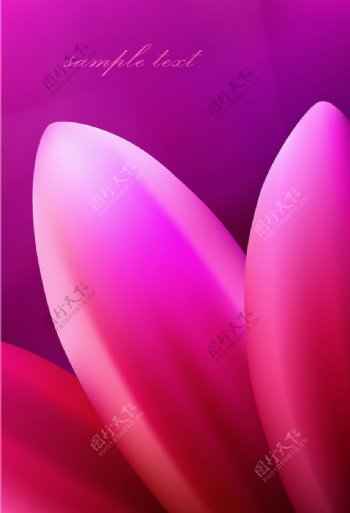 粉色郁金香背景图片