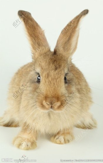 家兔兔子图片