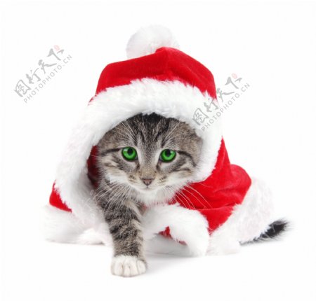 猫圣诞节图片