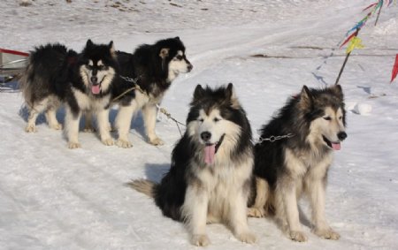 拉雪橇的狗狗图片
