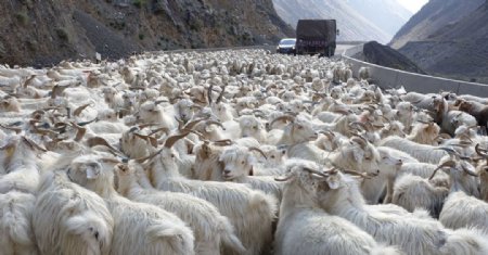 新疆牧羊图片