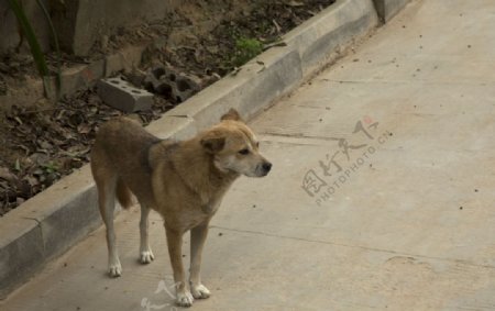 狗狗图片