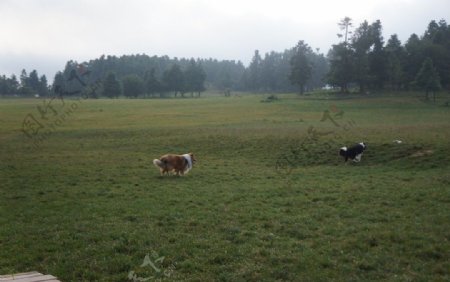 草原上的牧羊犬图片