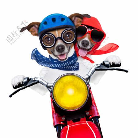 骑摩托的小狗图片