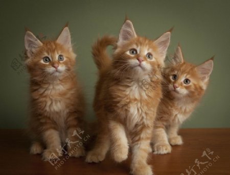 三只橙色小猫图片